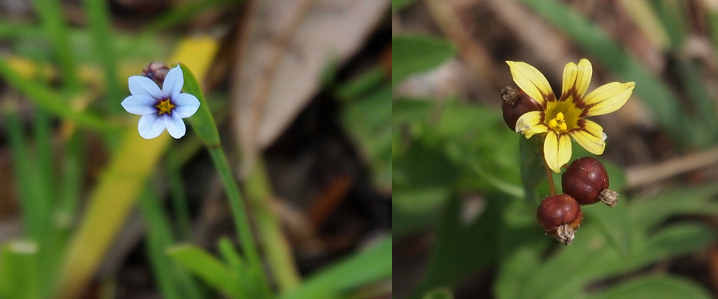 [Two images spliced together. The image on the left is a top-down view of a six-petaled white flower. The center of the flower has a maroon ring and within that is an all-yellow center. The image on the right is a top-down image of one bloom which has small brownish bulbs around it. The flower has six petals and is all yellow except for a ring of brown at the inner edges of the petals before reaching they come together at the center (similar to the maroon ring on the white flower). ]